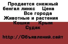 Продается снежный бенгал(линкс) › Цена ­ 25 000 - Все города Животные и растения » Кошки   . Крым,Судак